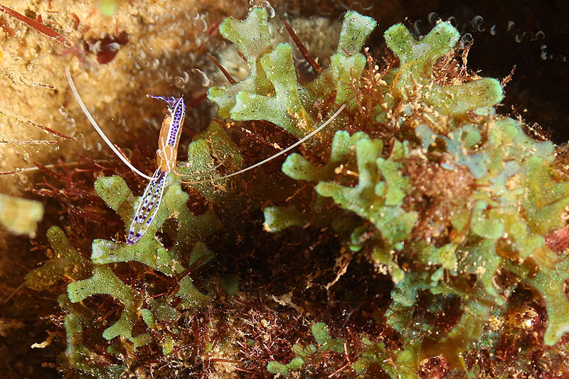 Réserve Cousteau