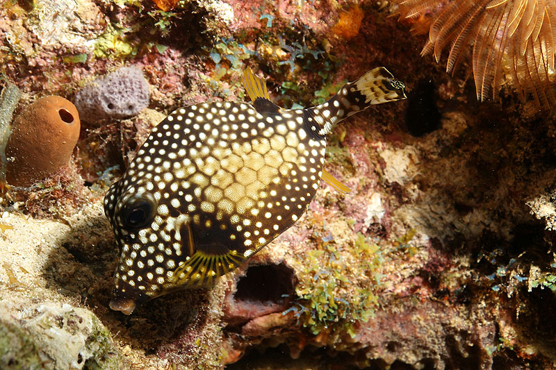Réserve Cousteau