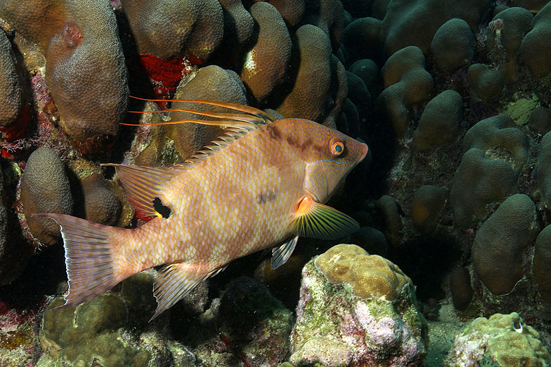 Réserve Cousteau