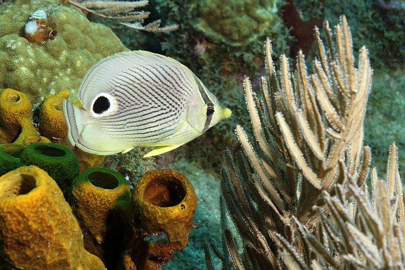 Réserve Cousteau