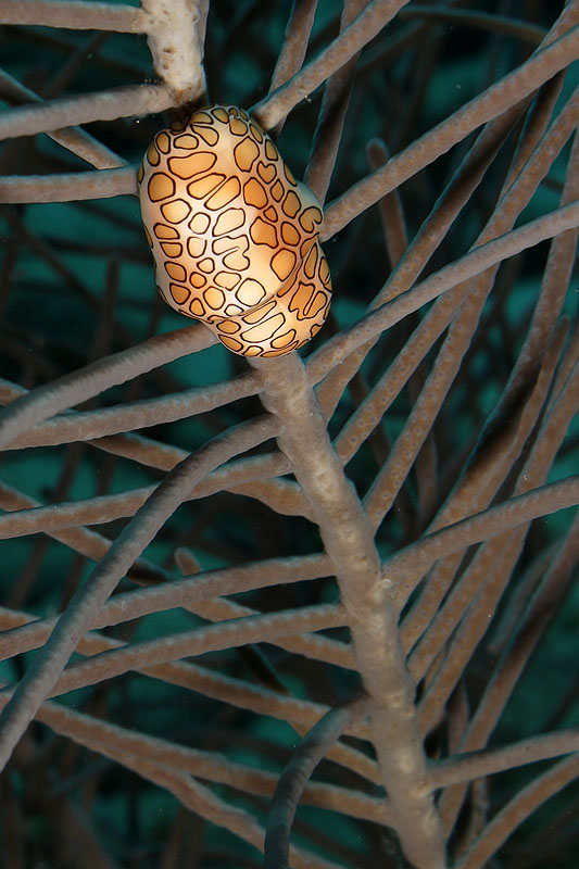 Réserve Cousteau