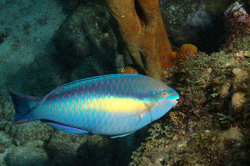 Réserve Cousteau