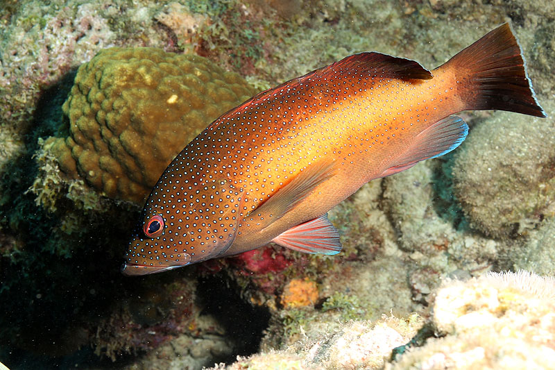 Réserve Cousteau