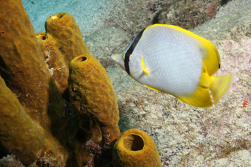 Réserve Cousteau