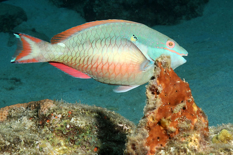 Réserve Cousteau