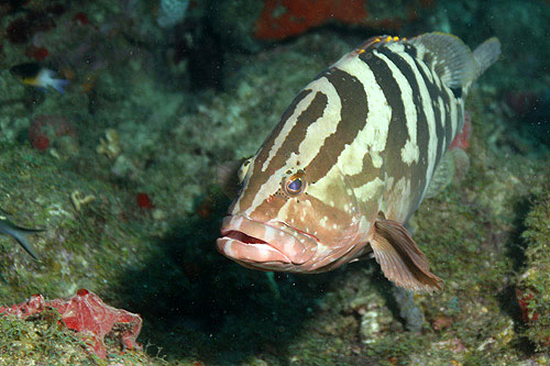 GUADELOUPE - Réserve Cousteau