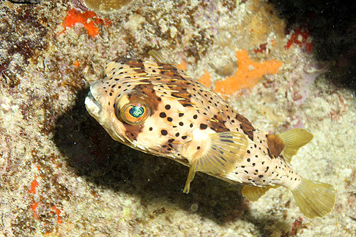 GUADELOUPE - Réserve Cousteau