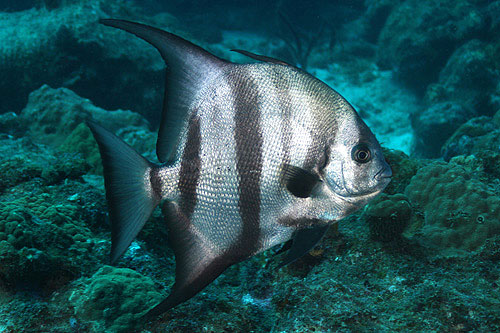 GUADELOUPE - Réserve Cousteau