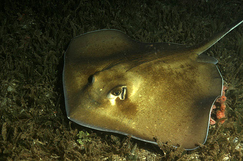 GUADELOUPE - Réserve Cousteau