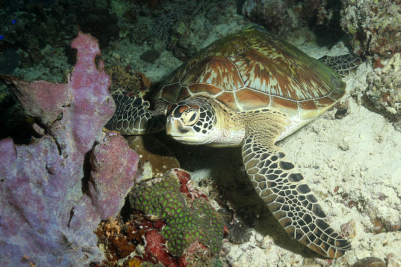 Visayas - Tortue verte