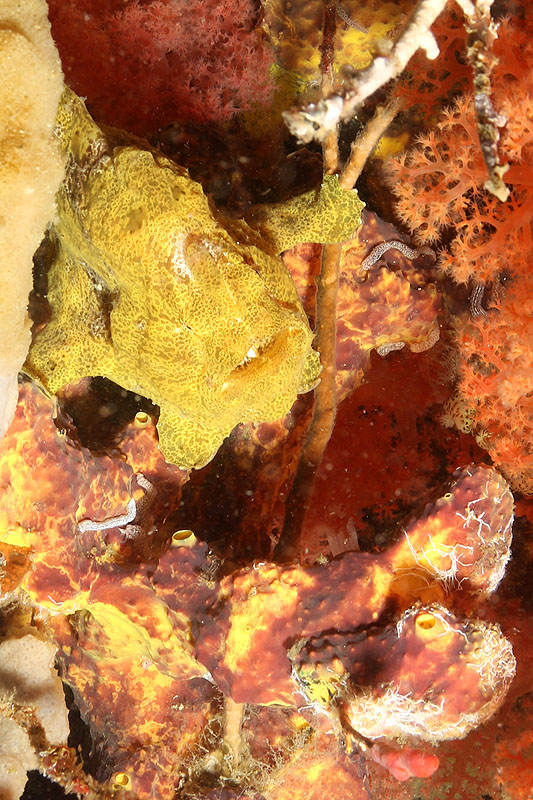 Environs de Moalboal