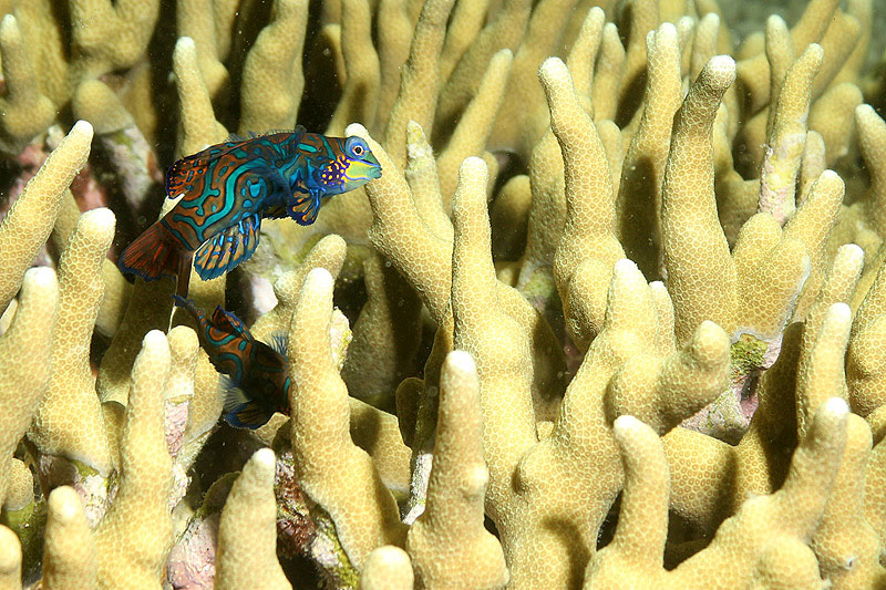 Visayas - Poisson Mandarin