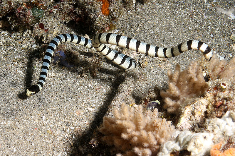 [q]Apo Island[q]