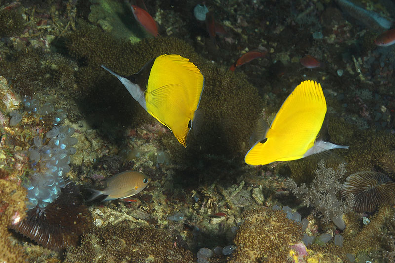 Visayas - photo n° 82