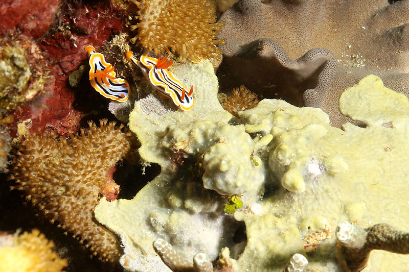 Visayas - photo n° 86