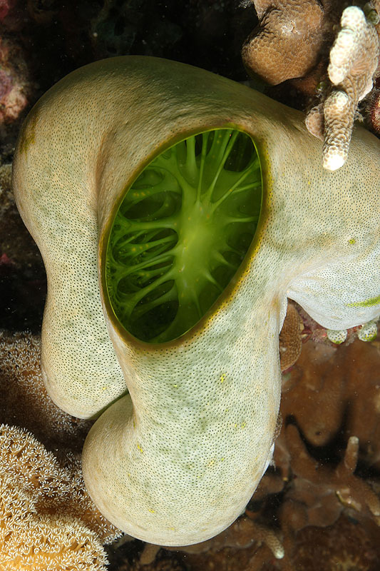 Visayas - photo n° 87