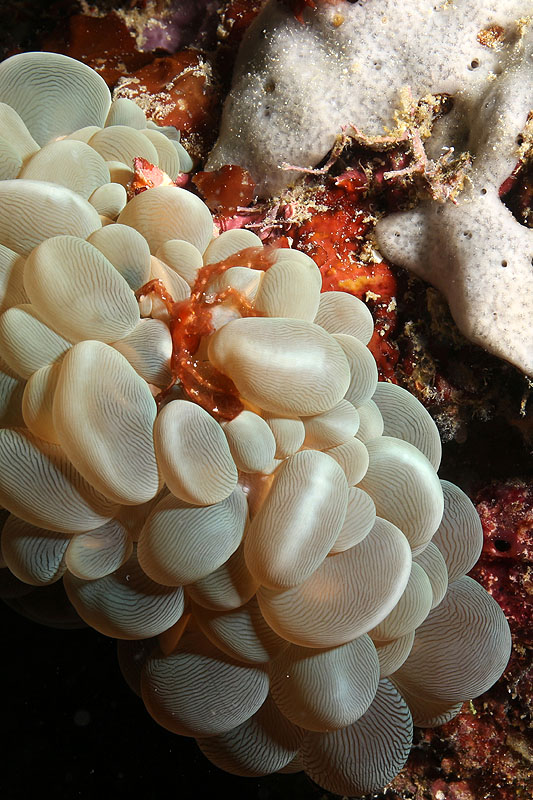 Visayas - photo n° 92