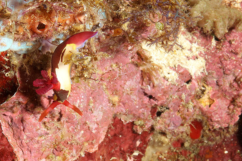 Visayas - photo n° 93