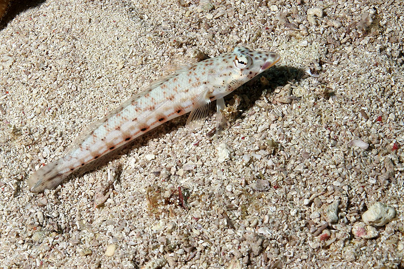 Visayas - photo n° 94
