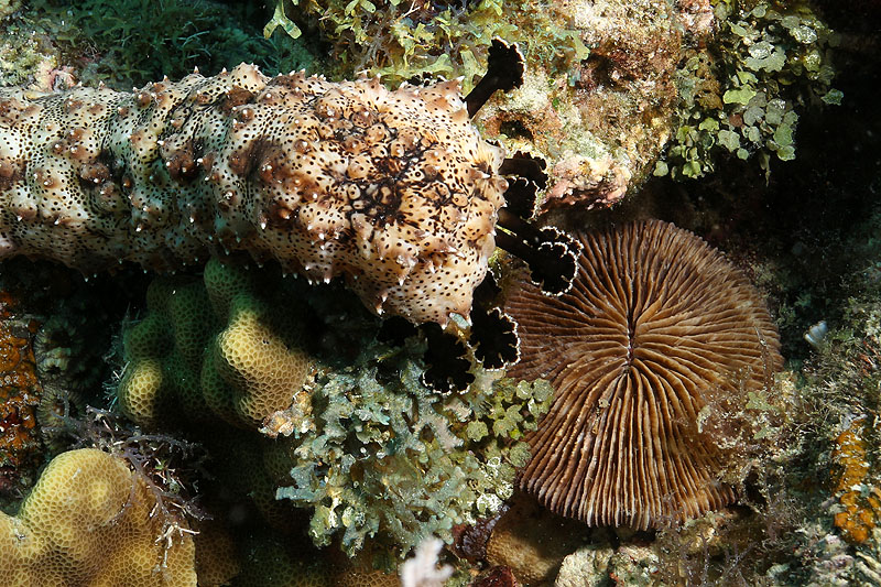Visayas - photo n° 97