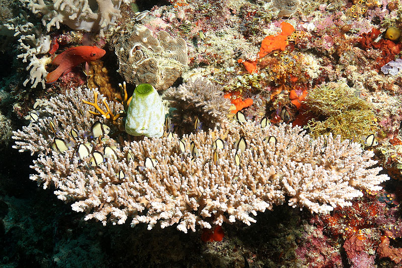 Visayas - photo n° 98