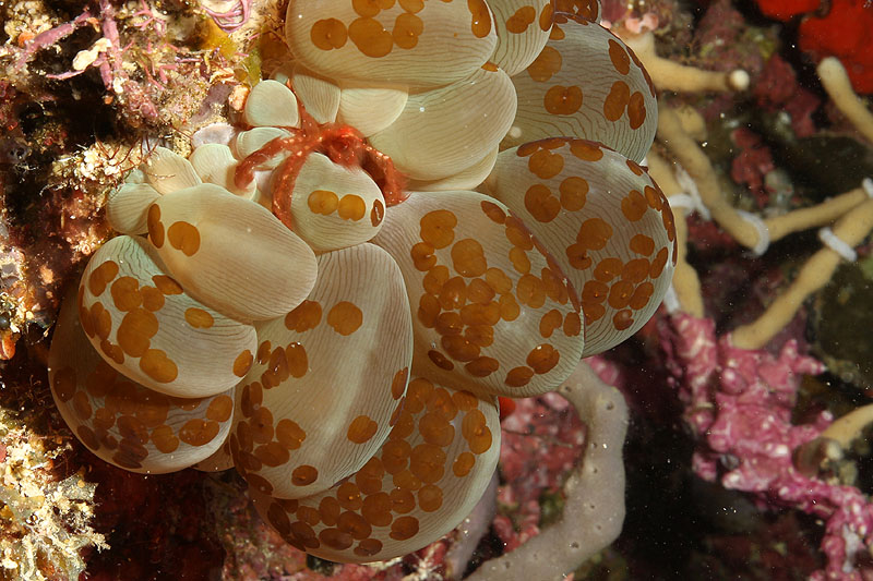 Visayas - photo n° 99