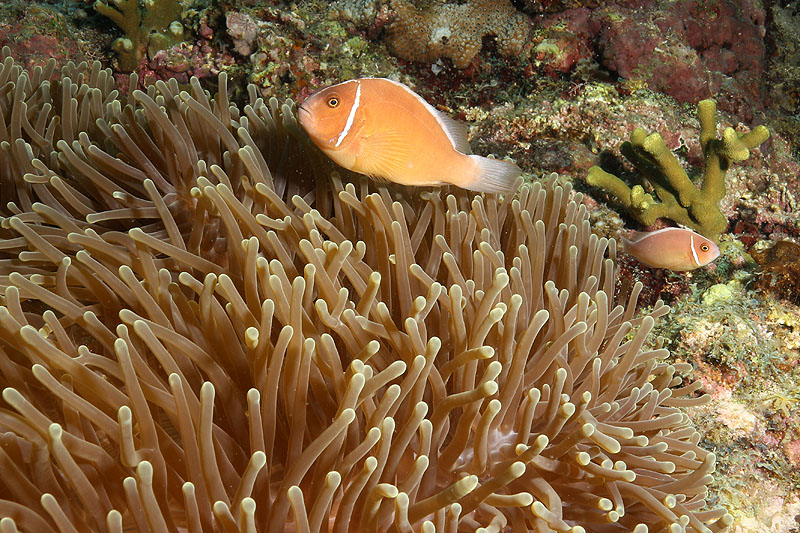 Visayas - photo n° 103