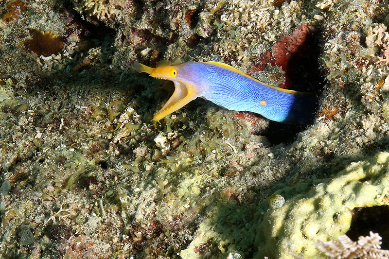Visayas - photo n° 104