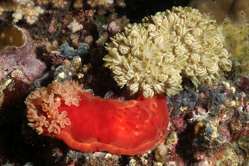 Visayas - photo n° 110