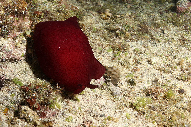Visayas - photo n° 114