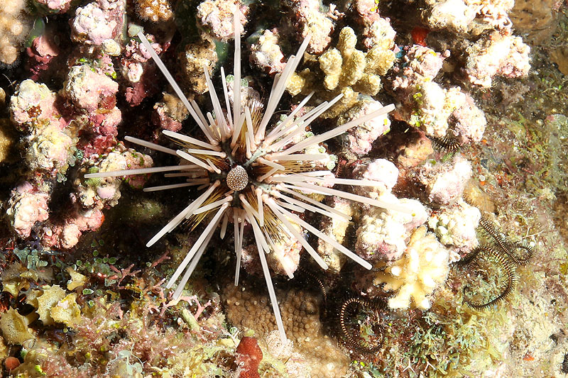 Visayas - photo n° 116