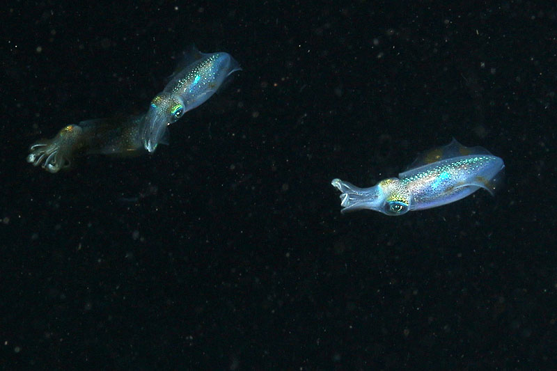Visayas - photo n° 117