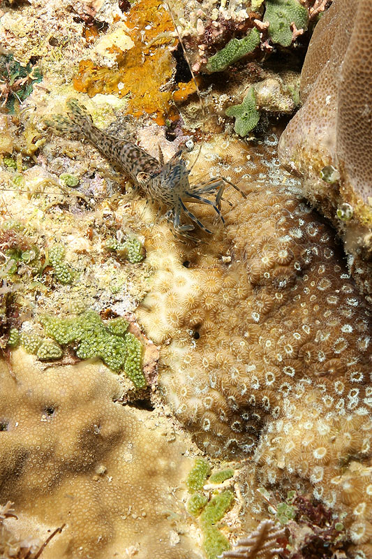 Visayas - photo n° 118