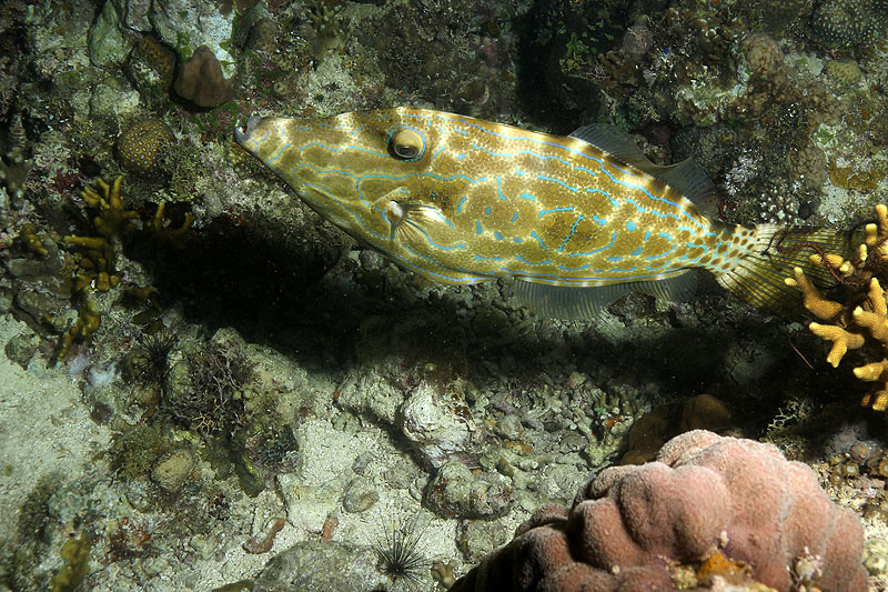 Visayas - photo n° 119