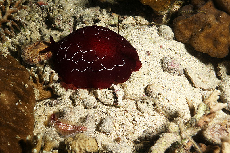 Visayas - photo n° 121