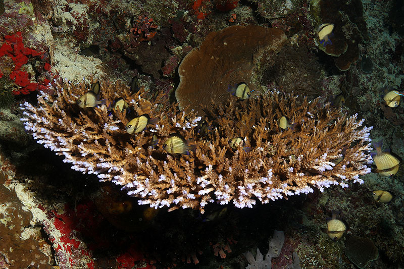 Visayas - photo n° 130