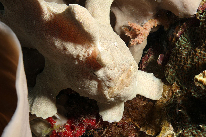 Visayas - Poisson crapaud
