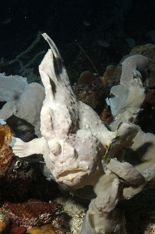 Visayas - photo n° 134
