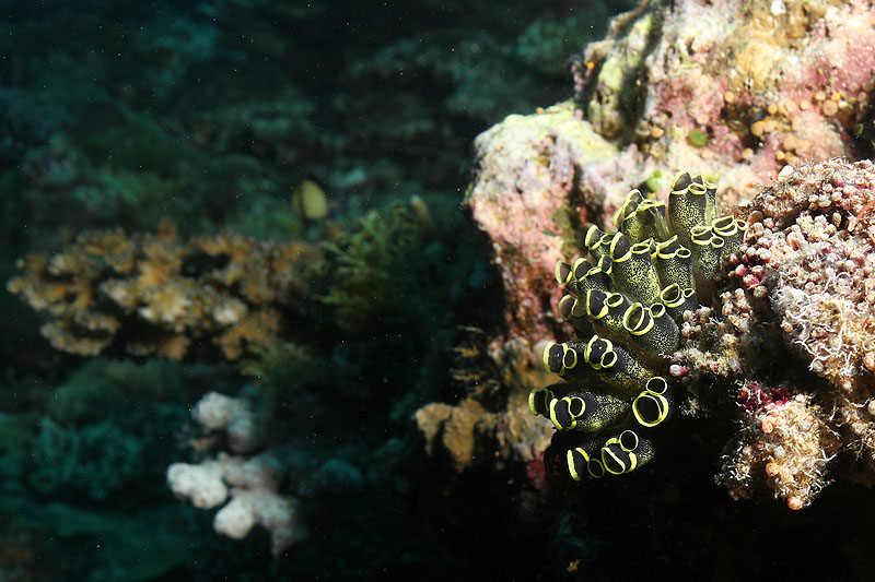 Visayas - photo n° 135