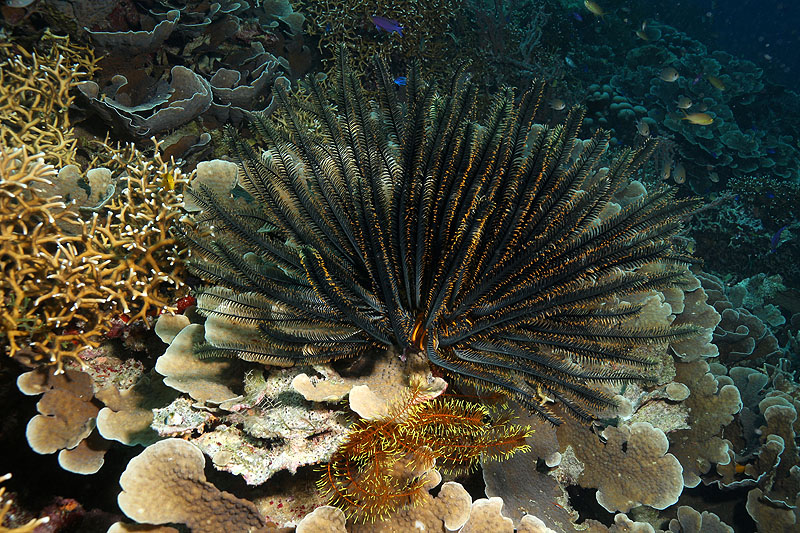 Visayas - photo n° 137