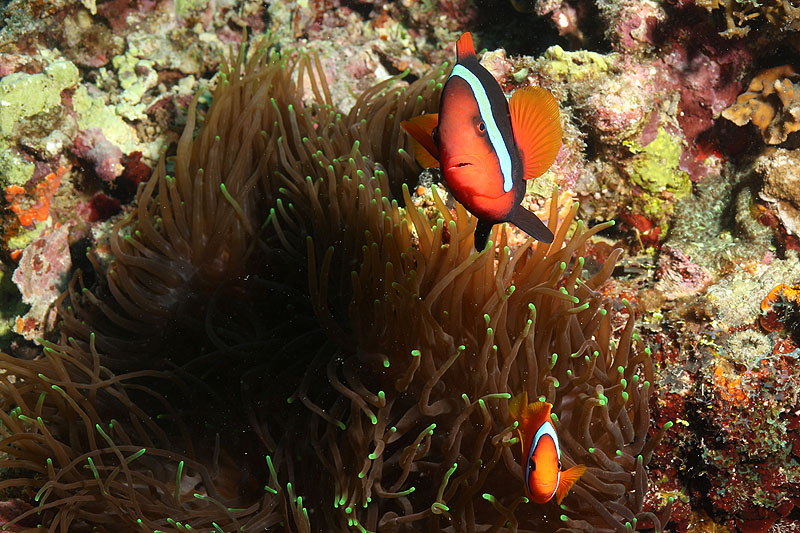 Visayas - photo n° 138