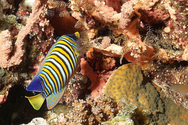 Visayas - photo n° 140