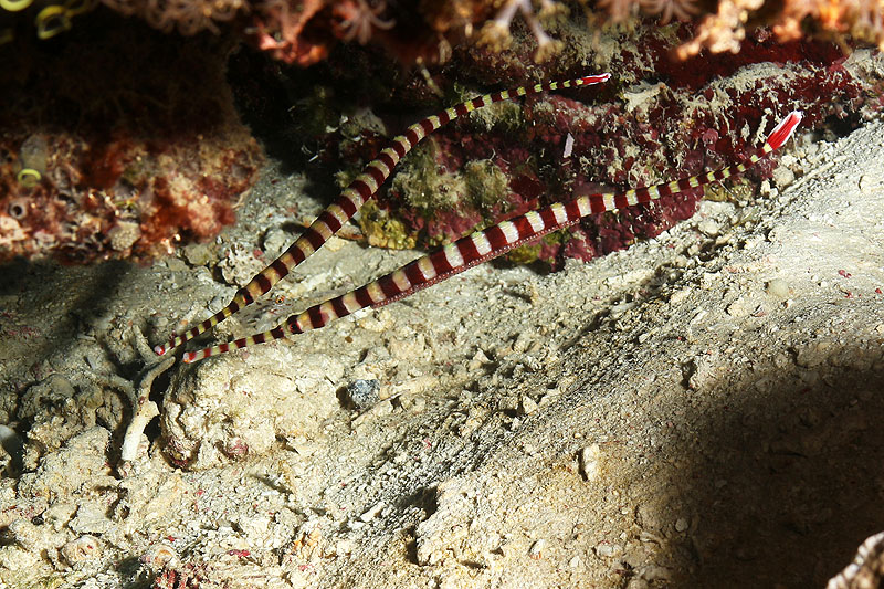 Visayas - photo n° 142