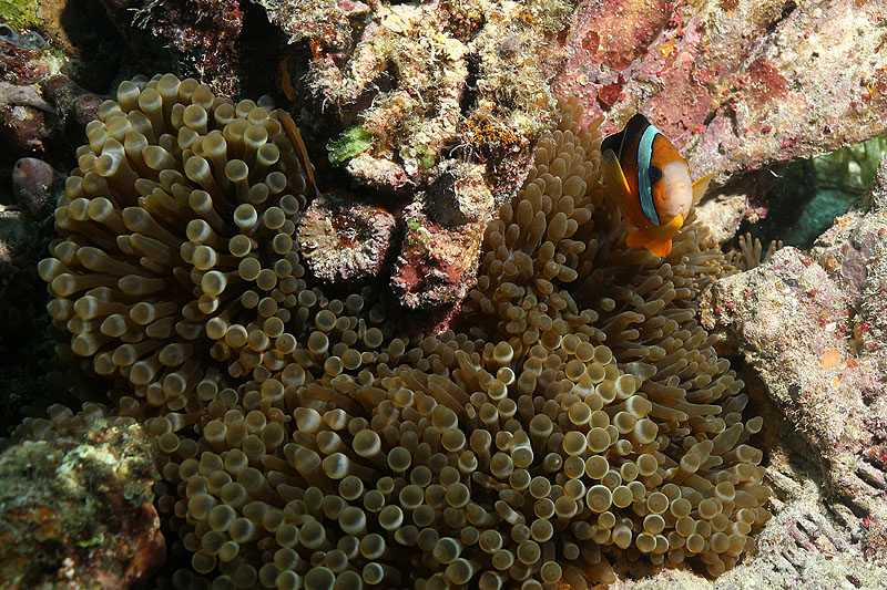 Visayas - photo n° 143