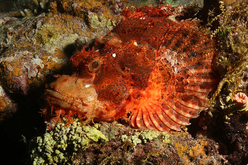 Visayas - photo n° 144