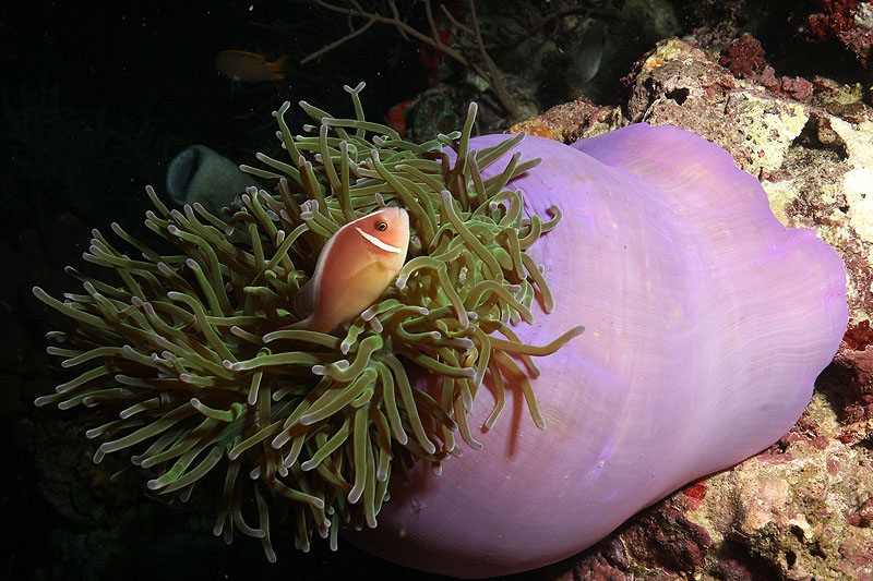Visayas - Poisson clown à collier
