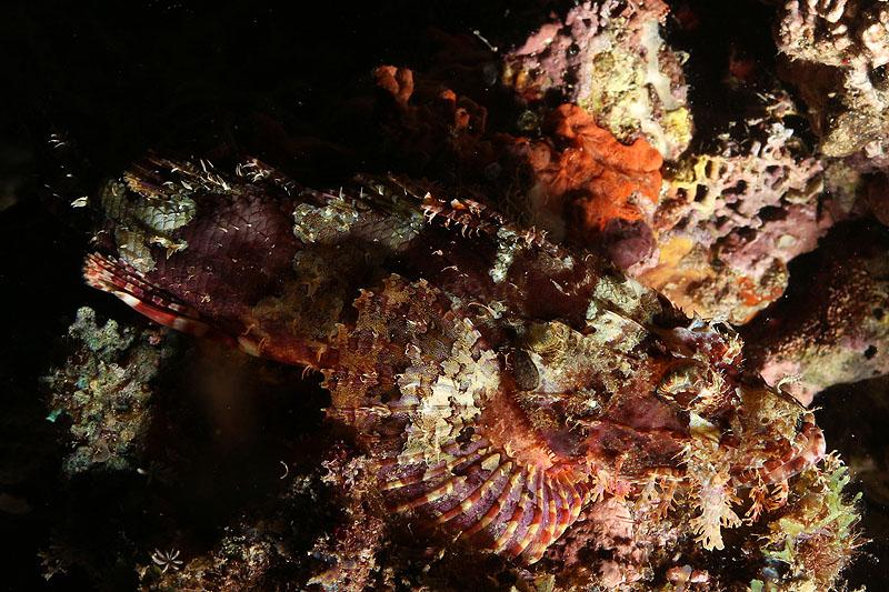 Visayas - photo n° 148