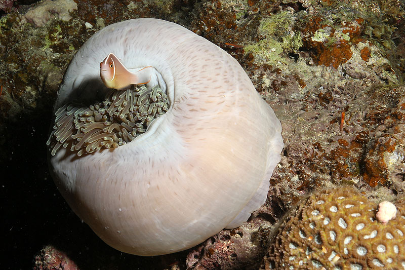Visayas - photo n° 149