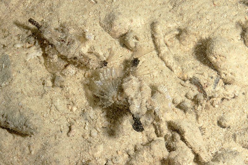 Visayas - photo n° 152