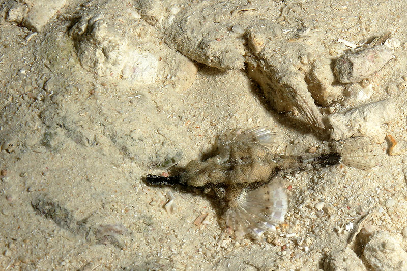 Visayas - photo n° 153
